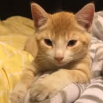 Oliver Forest Fretz - @olivermeow123 - Instagram
