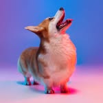 Oliver Forest King - @oliver_forest_corgi - Instagram