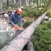 Oliver Forestry - @oliver.forestry - TikTok