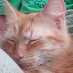 Oliver Forsyth - @mr.ollie.kitty - Instagram