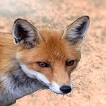 Oliver Fox | Diplom-Biologe - @biofuchs - Instagram