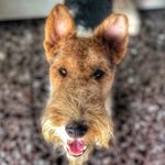 Oliver_Fox_Terrier - @oliver_fox_terrier - Instagram