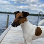 Oliver Fox Terrier Life - @oliverfoxterrierlife - Instagram