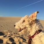 Oliver The Foxterrier 🐶 - @oliverfoxterrier - Instagram