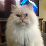 Oliver Friedman - @ollietheangrycloud - Instagram