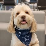 Hudson Oliver Fuller - @hudsonthefluffypup - Instagram