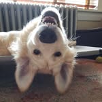 Oliver Fuller - @oliver_thegreatestgoodboy - Instagram
