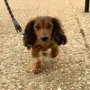 Oliver Gilbert - @oliver_the_mini_doxie - TikTok