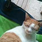 olivergreer - @olivergreer7852 - Instagram