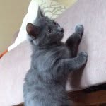 Oliver 🐈 - @olivergreycat - Instagram