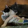 Oliver & Grey - @about_oliver_and_grey - TikTok