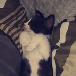 Oliver grey - @its_baby_oliver_ - Instagram
