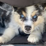 Oliver Grey - @oliver_grey_the_aussie - Instagram
