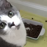 Oliver Grey - @olivergrey_thecat - Instagram