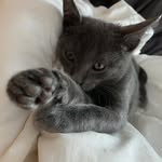 Oliver Grey - @oliver_grey_the_cat - Instagram