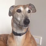 @oliver_greyhound - Instagram