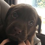 Oliver Griffiths - @olivergriffiths34 - Instagram