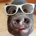 Oliver Hampton - @oliverthegreat1911 - Instagram