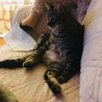 Oliver & Prince Hairy—2 Handsome Cats - @oliver_handsome_cat_az - Instagram