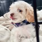 Oliver Hanson - @olivertoycockapoo - Instagram