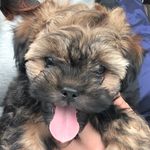 Oliver Maison Harden - @olivers_modern_life - Instagram