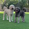 Oliver + Harper - @oliverthedood - TikTok