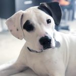 Oliver Harper - @oliver_harper_the_dog - Instagram