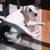 Oliver Harper - @oliverharperthedog - TikTok