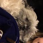 Oliver Harrell - @oliver.is.beast - Instagram