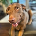 Ruby + Yuzu Heinrich-Oliver - @downton_labbey_uptown_tabby - Instagram