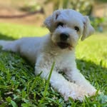 Oliver Heller - @oliver.odog - Instagram