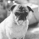 Oliver Henry - @pugoliverhenry - Instagram