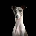 Oliver Henry | Italian Greyhound - @all.about.oliver_ - Instagram