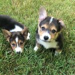 Oliver Henry & Tucker - @oliverhenryandtucker - Instagram