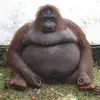 Ōḻīvēṟ - @oliverhickson - TikTok