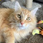 Oliver Hines - @oliverqueenhines - Instagram