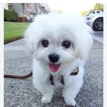 Oliver Dodge Dukes Hobson - @ollie_dodge_ - Instagram