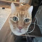 Oliver Holman - @oliverholman95 - Instagram
