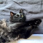 Oliver Hufflefluff - @oliver_hufflefluff - Instagram