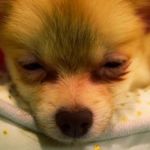 Oliver James Huffman - @oliver_pormeranian - Instagram