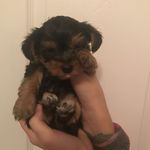 Ollie Huffman - @winsten_oliver_huffman - Instagram