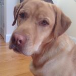 Leo Oliver Hutton 🐶🐾 - @makena.and.leo - Instagram