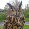 Oliver Hutton - @oliver.hutton5 - TikTok