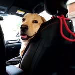 Oliver Hutton🐕 - @oliver_thelabrador2022 - Instagram