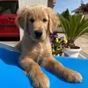 Oliver_Hutton_Leone - @oliver_hutton_leone - TikTok