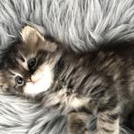 Oliver Irwin - @littlemissirwin - Instagram