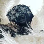 Oliver Irwin - @olliethearies - Instagram