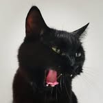 Oliver the black cat - @oliver__jansen - Instagram