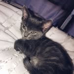 Oliver Joseph - @oliver_joey_the_kitty - Instagram