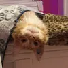 Oliver The cat 🐱 - @oliverjoseph8 - TikTok